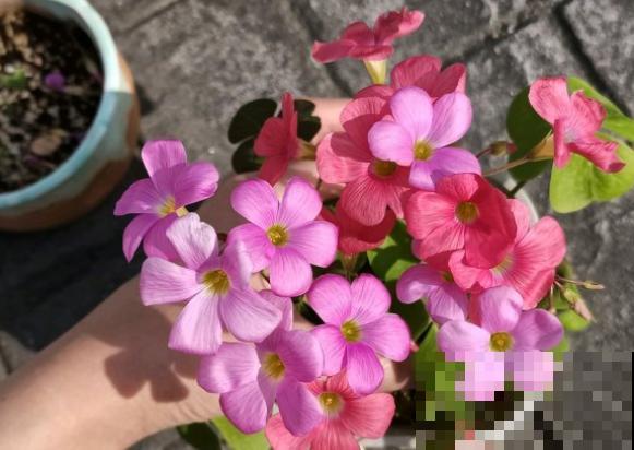 3种植物即将开花，花量大还特美丽，不入手很可惜！