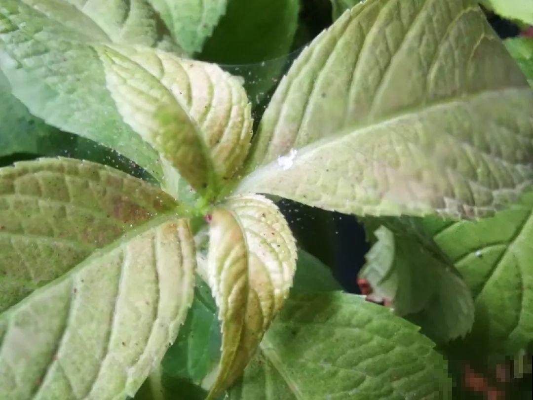 虫子再不杀，花都要死了，活不过今年！