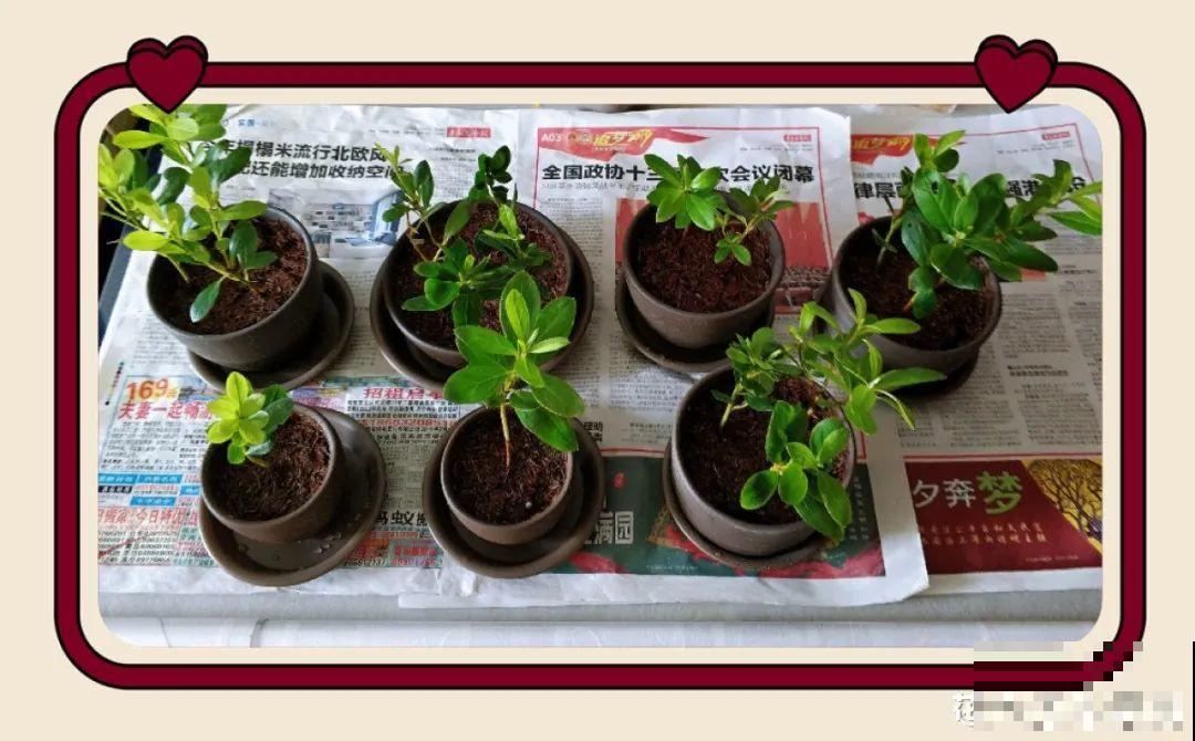 冬天扦插，只用一张塑料薄膜，就能长出小嫩芽