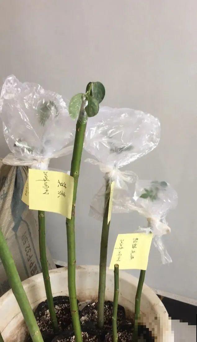 2种花组合起来养护，开花更多，满盆都是花