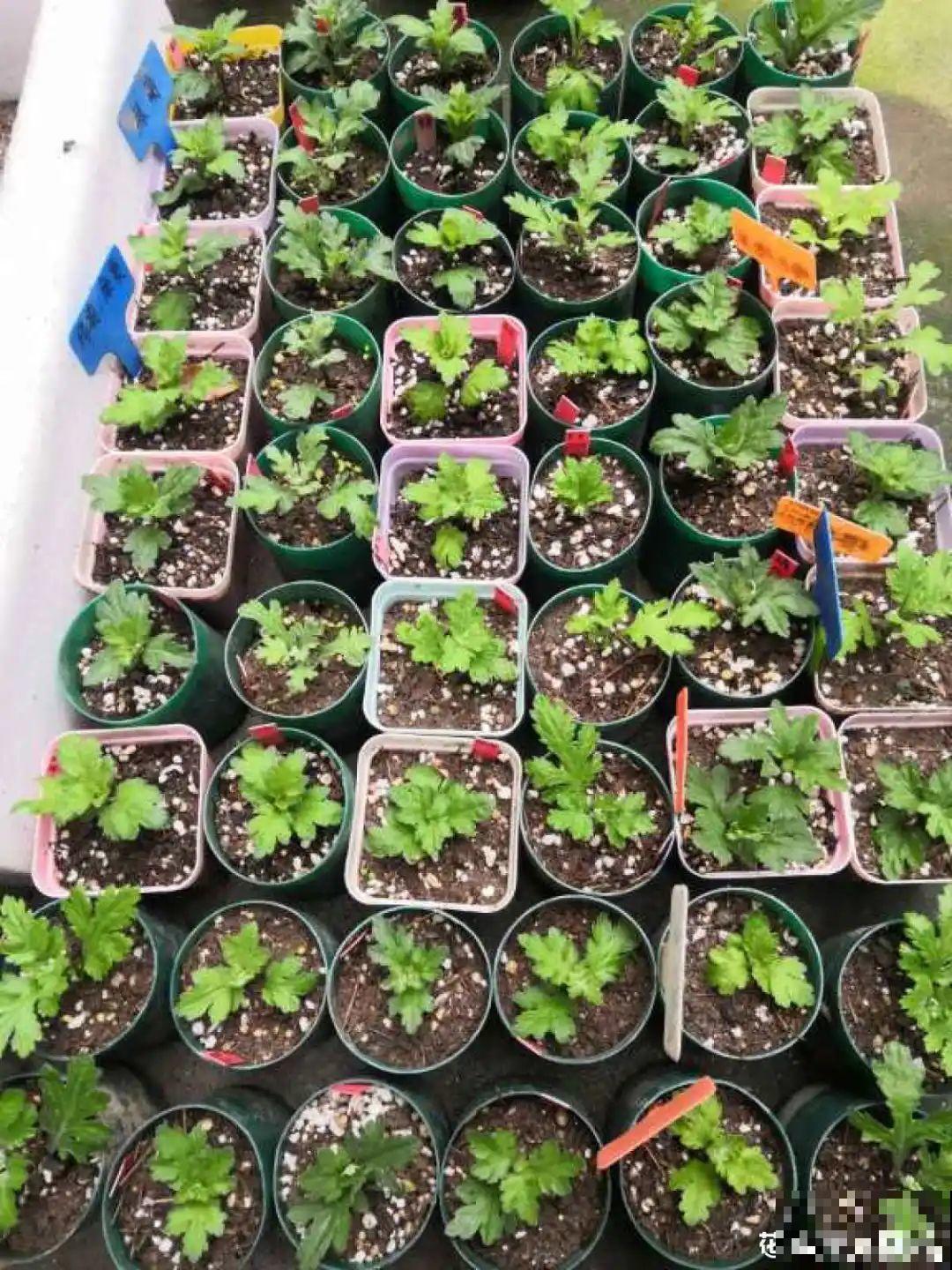 8种花，养嫩不养老，老了要多修剪！