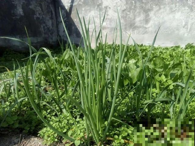 我想有个菜园子,秋天结满新鲜蔬菜,现在正收获! 我想有个菜园子,秋天结满新鲜蔬菜,现在正收获!