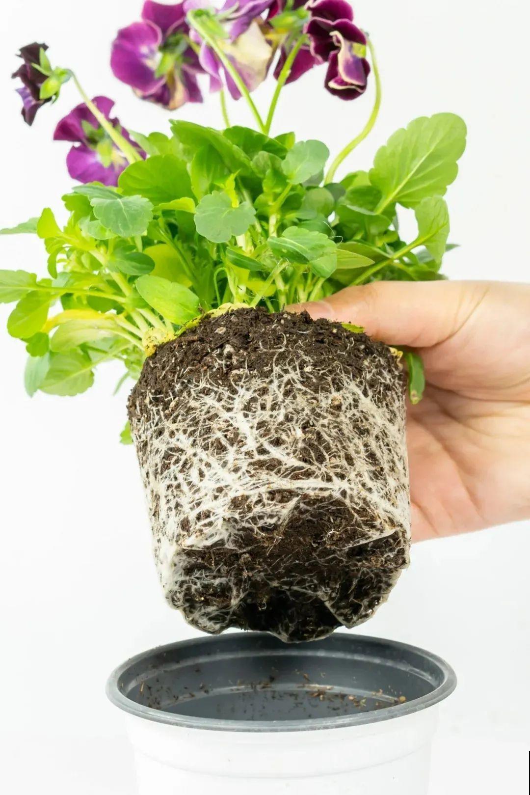 特耐寒的懒人花，-10℃冻不死，不用管也能开爆盆！