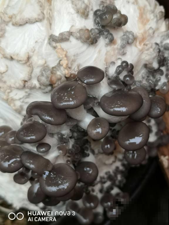 4种菜在家就能种，一茬一茬长不停，安全又放心