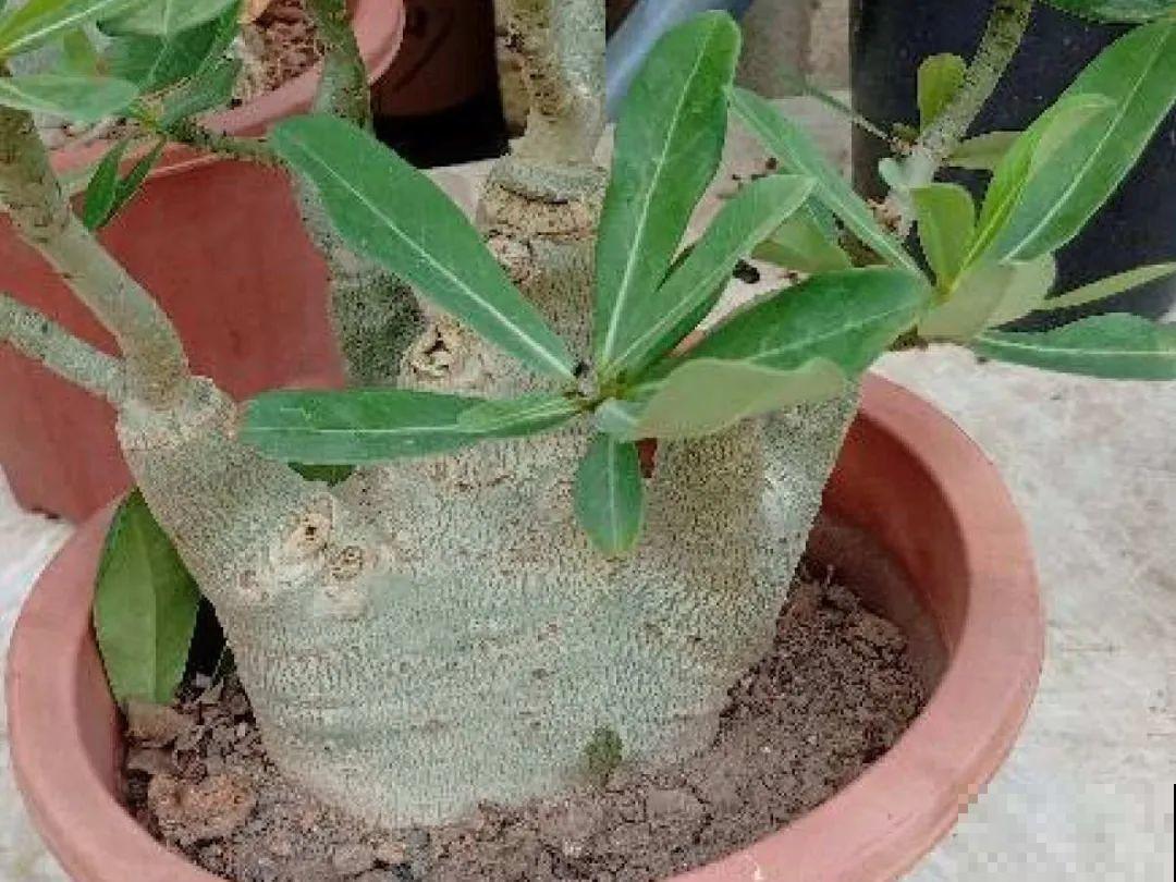 掉叶子第一名,10种花养成光杆,竟然还活着! 掉叶子第一名,10种花养成光杆,竟然还活着!