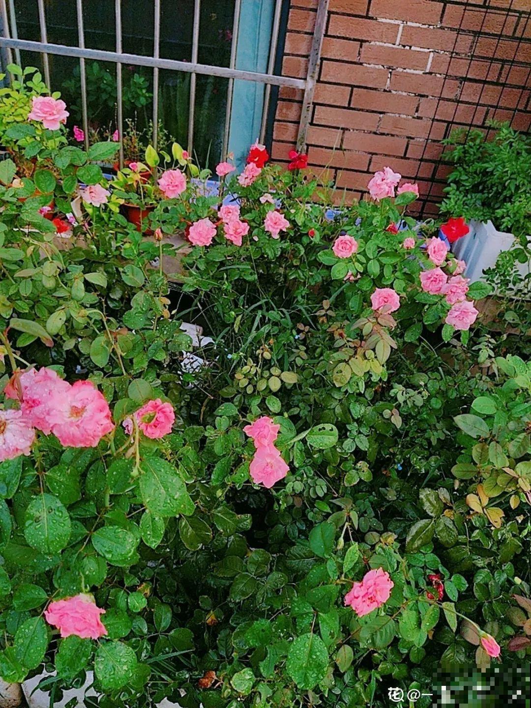 养花也别特迷信，好看的花都不能养，郁闷！