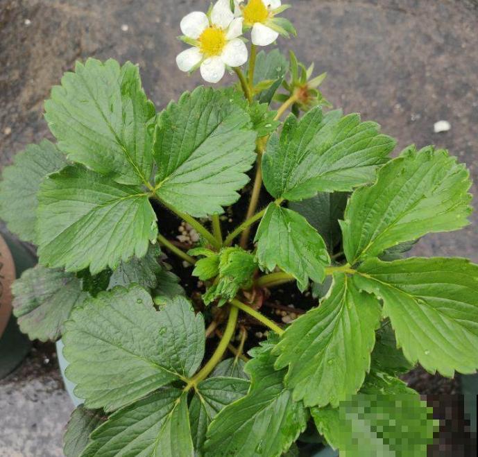 秋天定植盆栽草莓，养一养，过不了多久就挂果，馋！