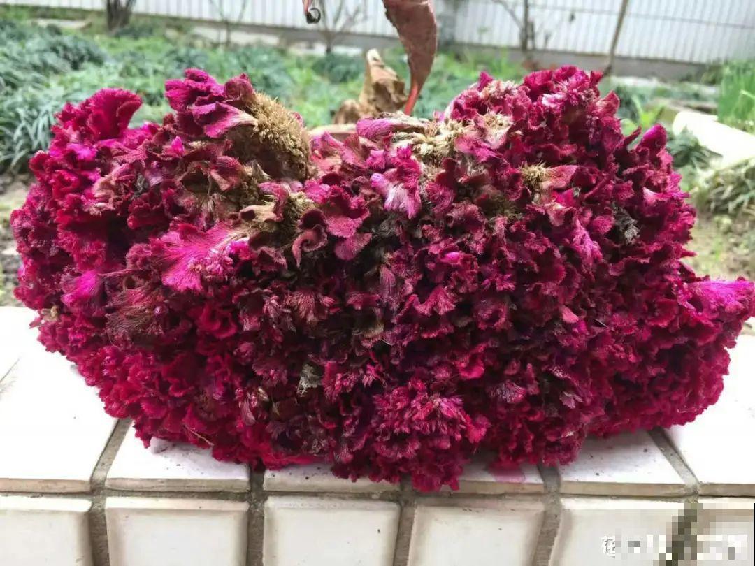 15种花，开完花就结种子，千万别丢掉