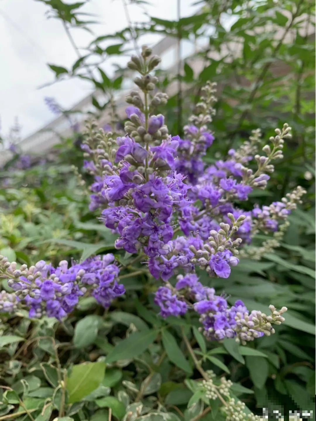 农村当柴火的花，花市卖得可贵，你认识几种？