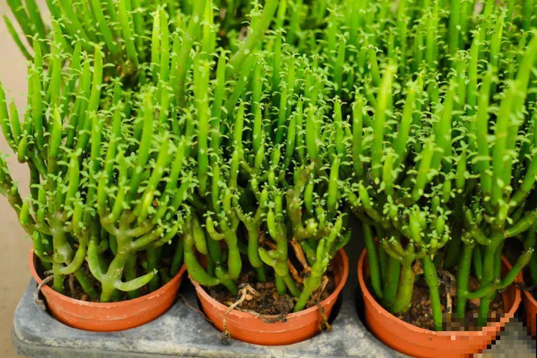 逛花市必买的花，十月入手刚刚好，不买亏大了！