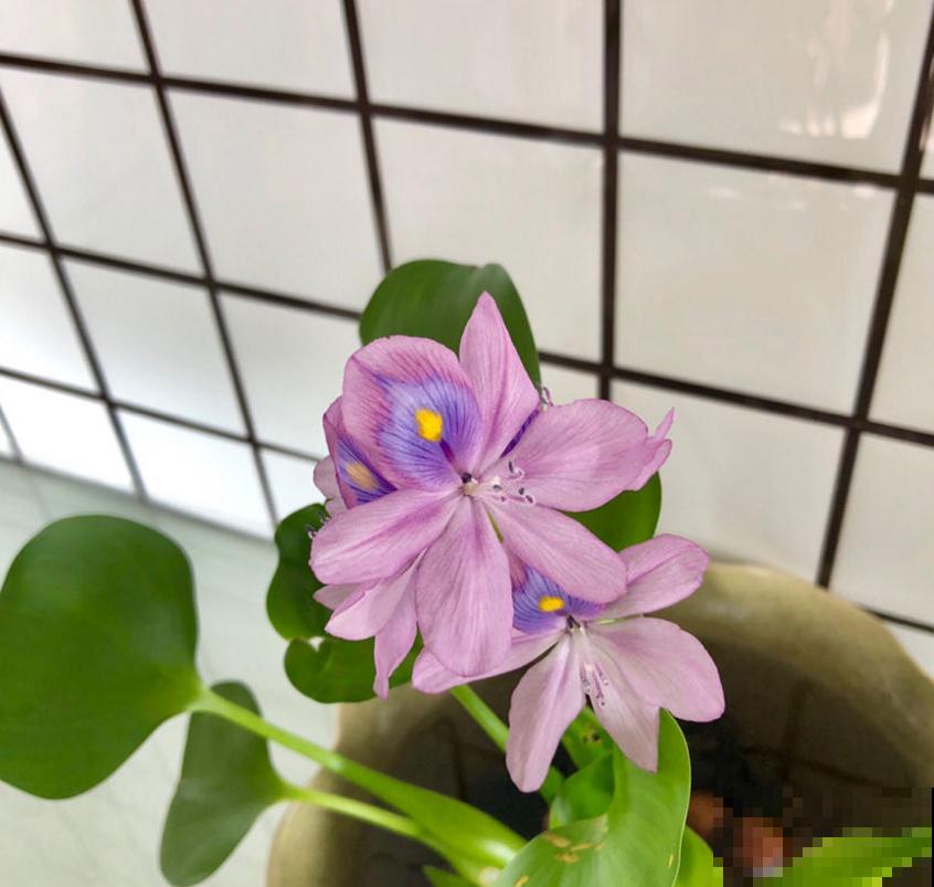 水葫芦成为新宠，只因好看又省心，扔那就疯长！