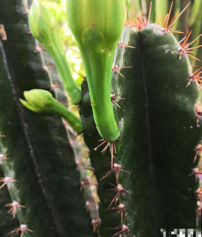 家里的花招了蚧壳虫，橄榄油加洗洁精，给花喷点效果好！