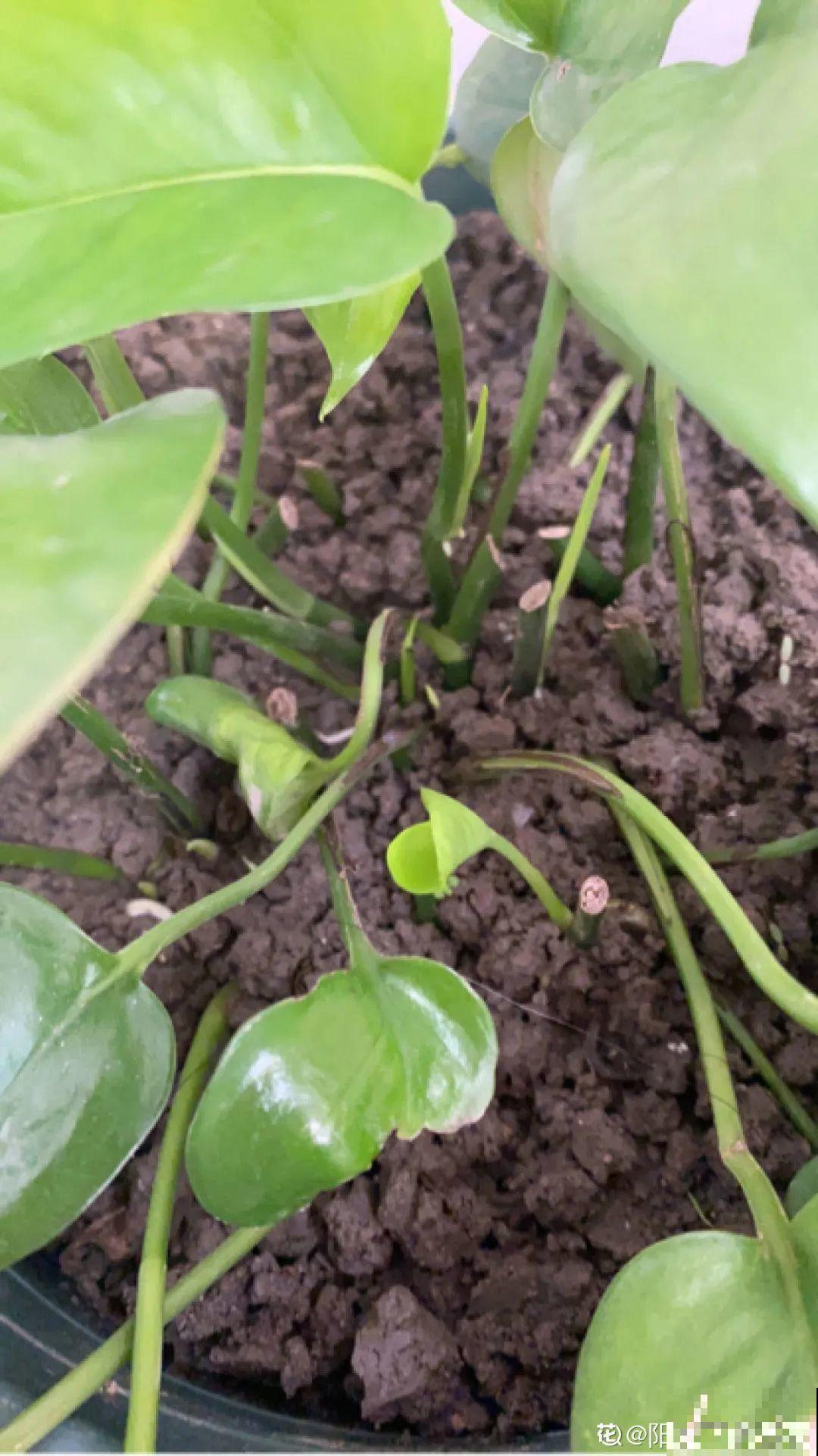 这花冬天要冻死,抓紧埋土里,还能活命! 这花冬天要冻死,抓紧埋土里,还能活命!