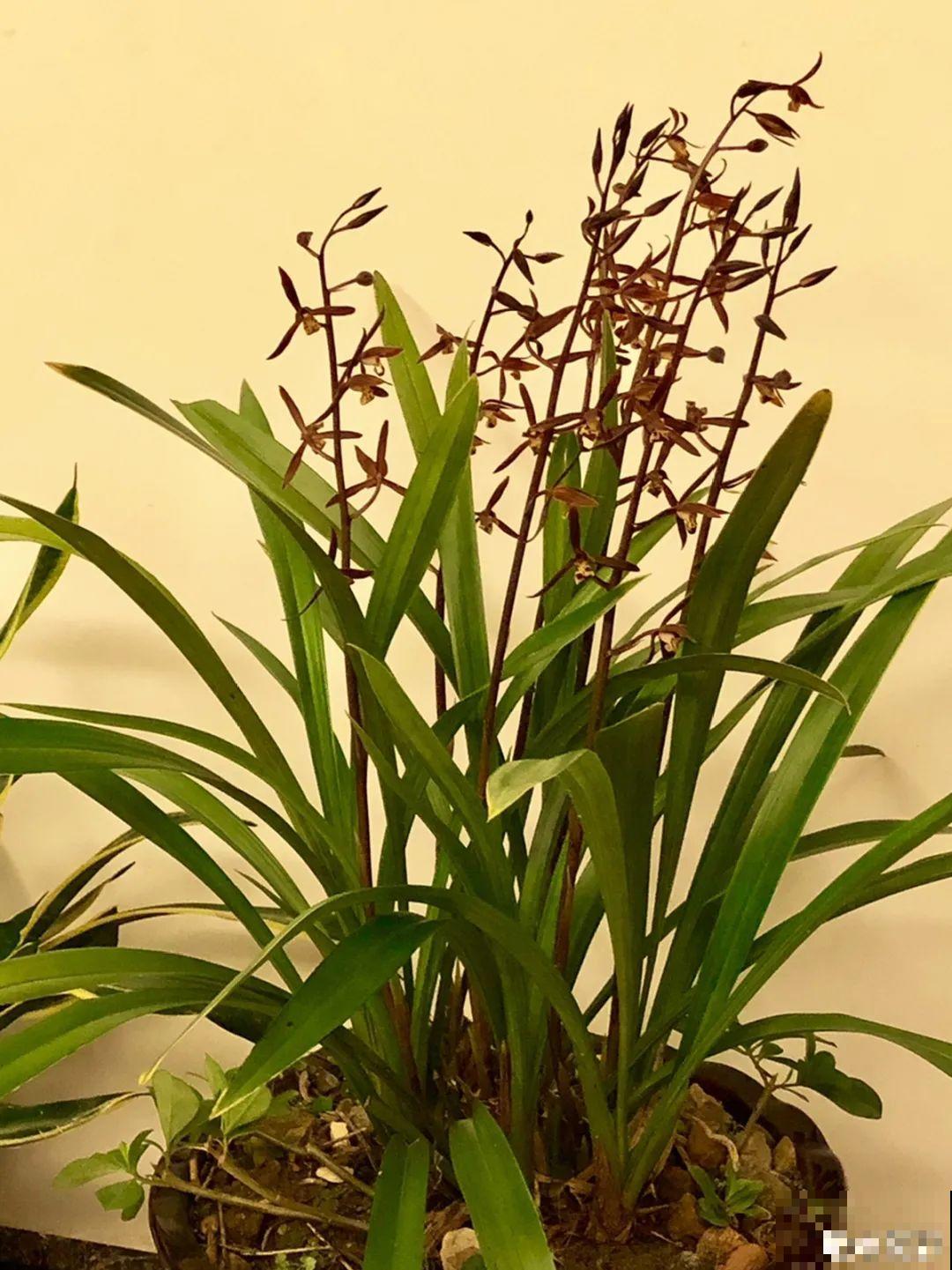 天冷开花的兰花，一共有6种，有香味、特好看！