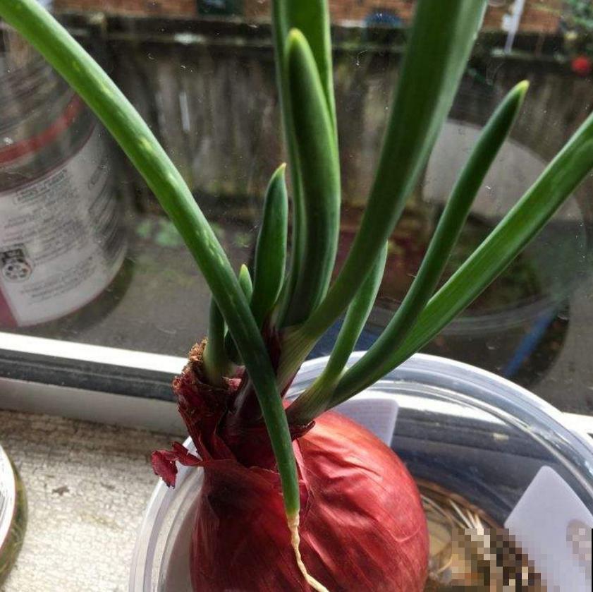 洋葱吃不完别扔，养花甚好，花叶嗖嗖长！