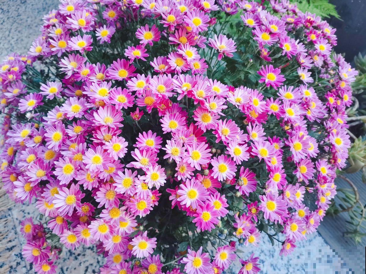 3种花特能开，一盆能开上千朵，开花超漂亮