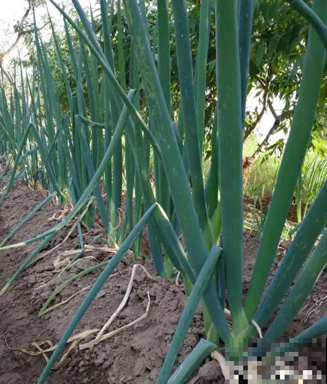 我想有个菜园子,秋天结满新鲜蔬菜,现在正收获! 我想有个菜园子,秋天结满新鲜蔬菜,现在正收获!