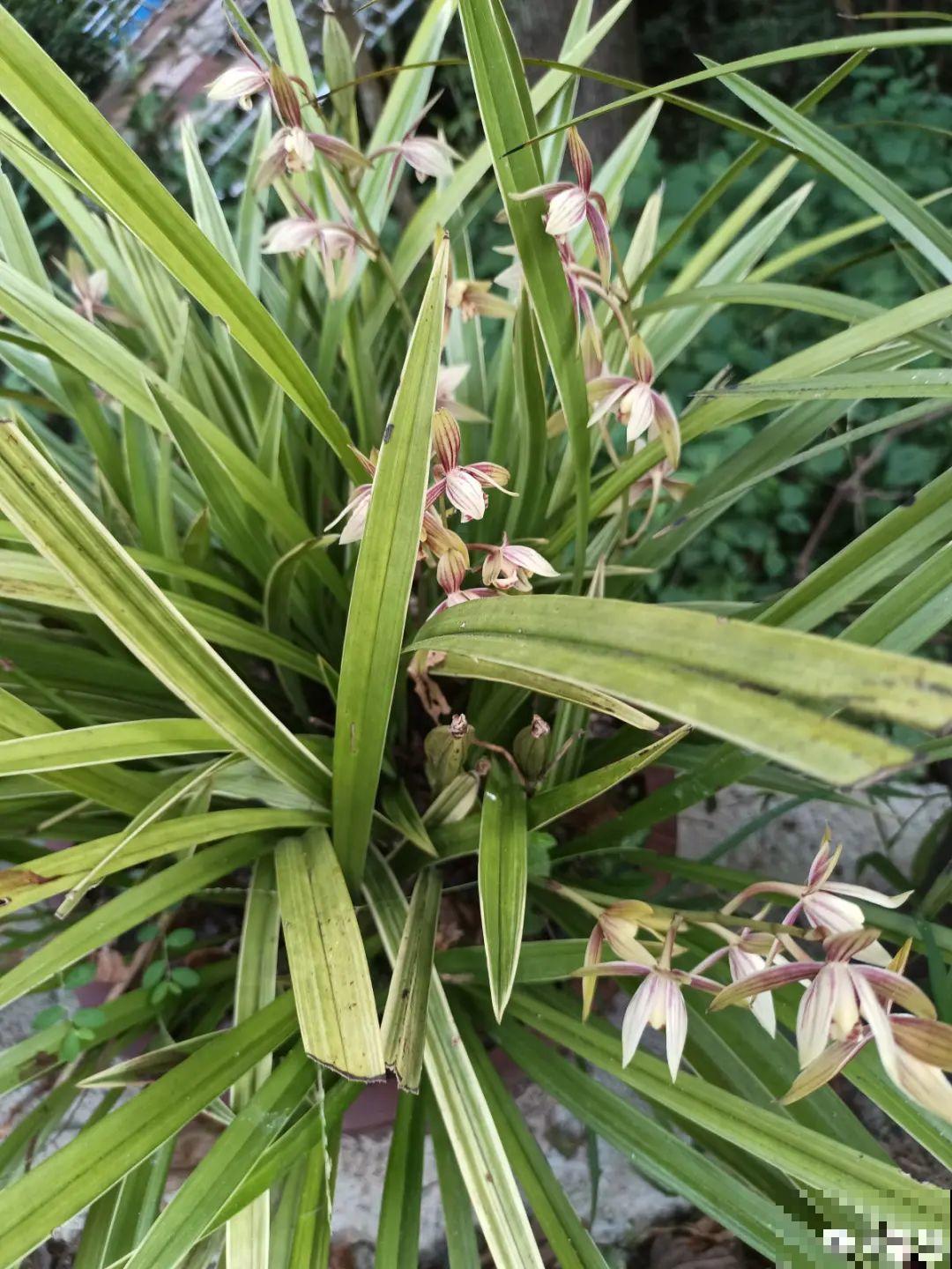 南方花友请注意，这几种花先别买，买回家就挂！
