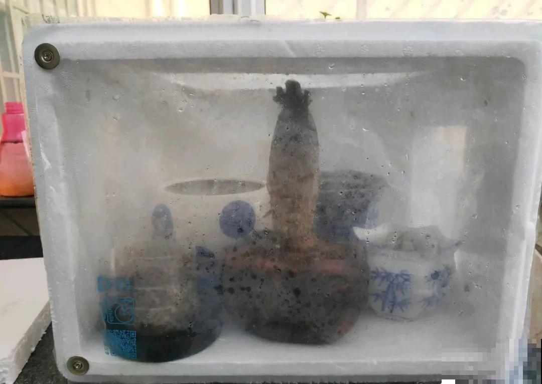 绣球生病，直接撸光叶、剪光头，反而长得旺！