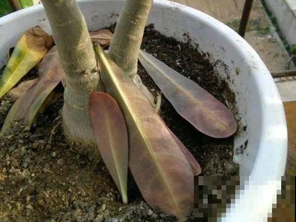 11月,千万别买这种花,养不活惹一肚子气! 11月,千万别买这种花,养不活惹一肚子气!