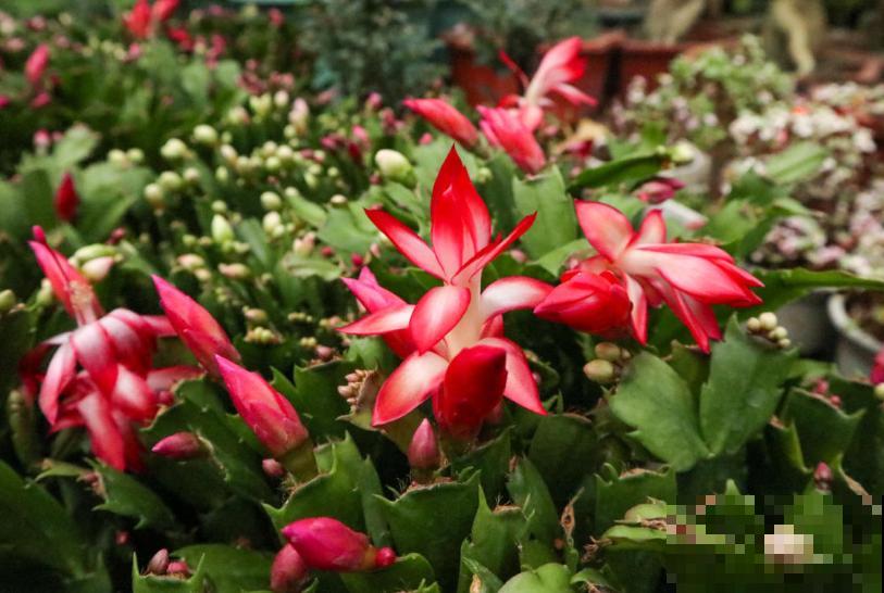 这些花一开始觉得丑,养了之后:真香! 这些花一开始觉得丑,养了之后:真香!