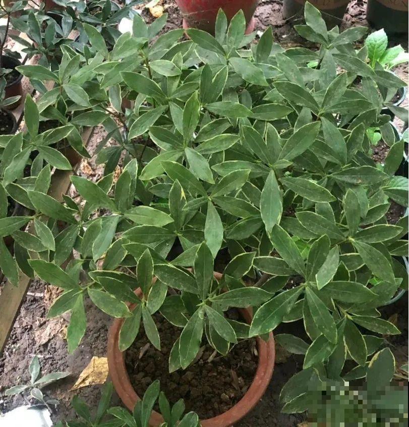 10月养花掐一掐,掐完就来花,盆都塞不下! 10月养花掐一掐,掐完就来花,盆都塞不下!