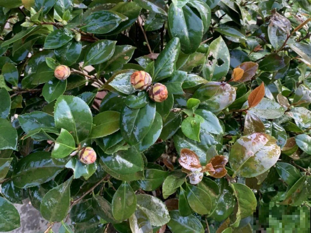 掉叶子第一名,10种花养成光杆,竟然还活着! 掉叶子第一名,10种花养成光杆,竟然还活着!