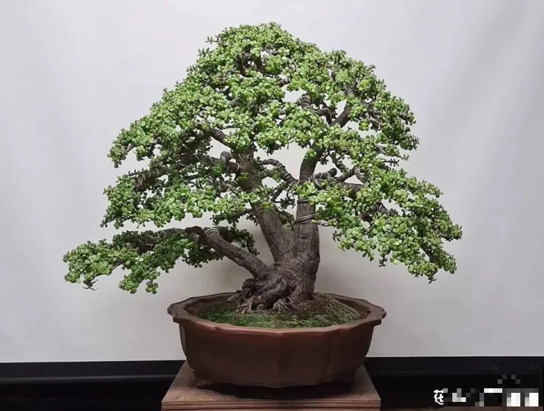 4种花养成老桩，价格能翻好几倍，开花也更多