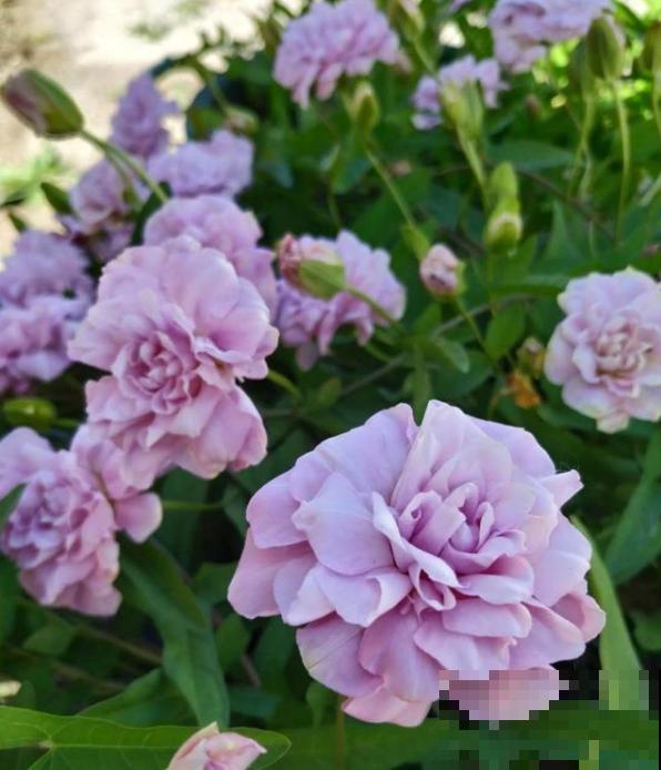 家里养了鱼腥草，吃都吃不完，泛滥了！