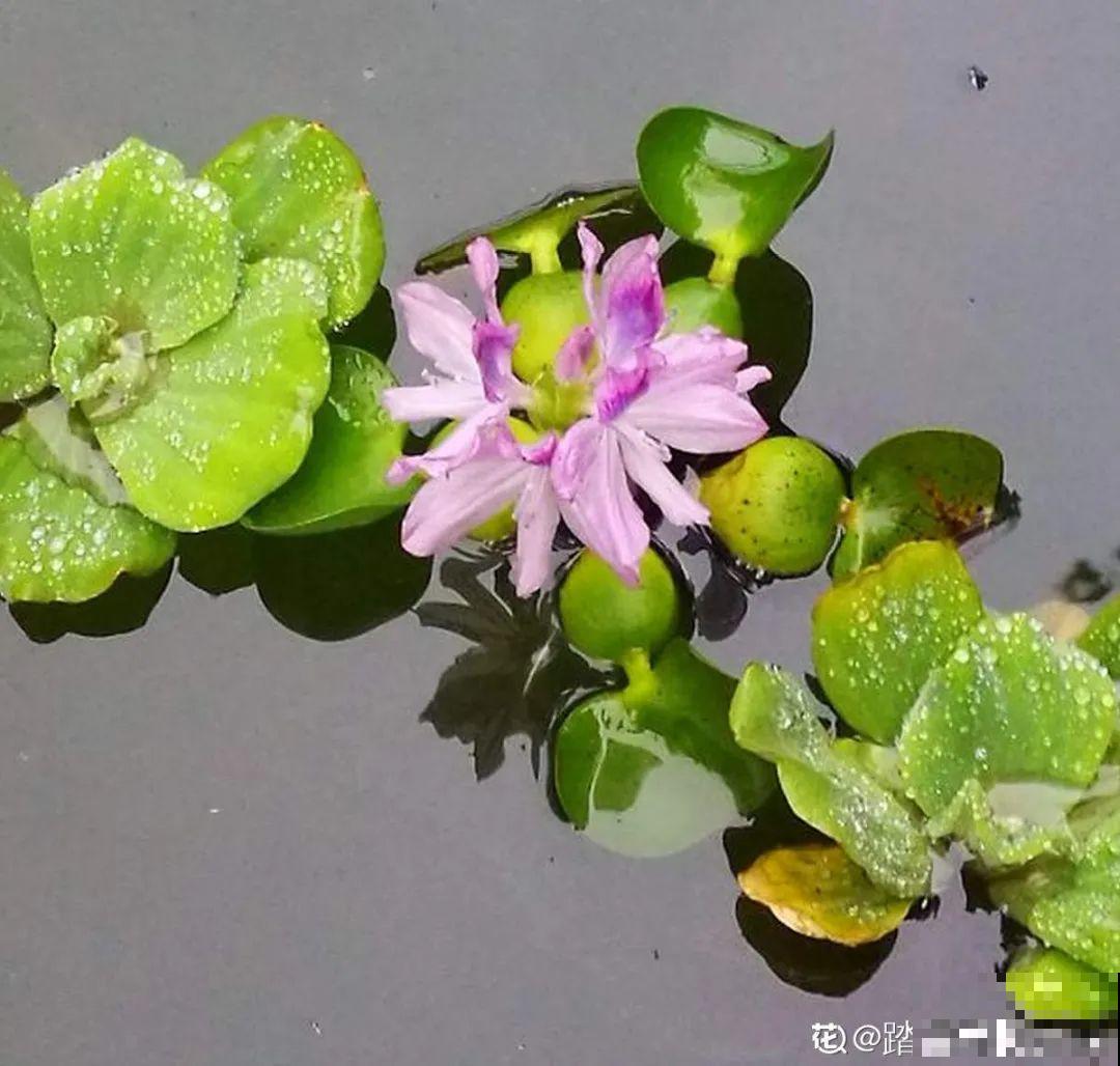 这种花很稀罕,以前喂猪没人要,现在抢破头! 这种花很稀罕,以前喂猪没人要,现在抢破头!