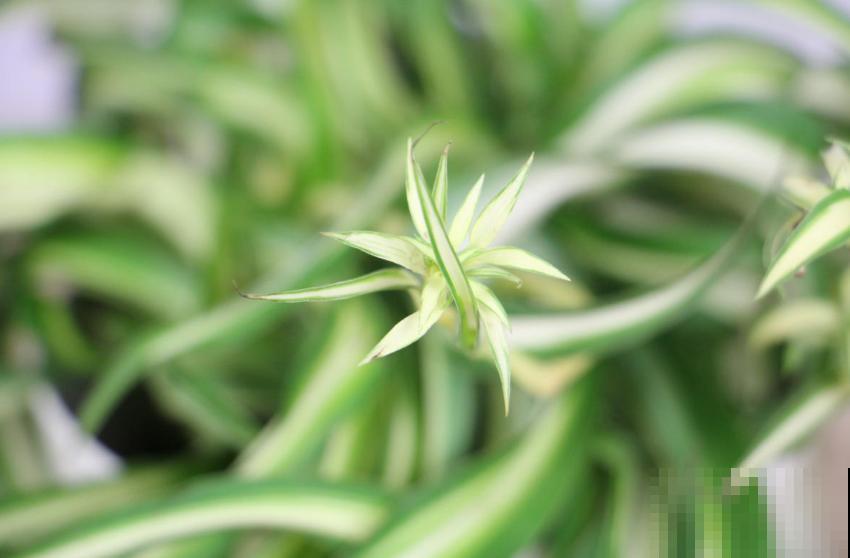 家里养盆卷叶吊兰,叶片卷曲似法国女郎,太迷人! 家里养盆卷叶吊兰,叶片卷曲似法国女郎,太迷人!