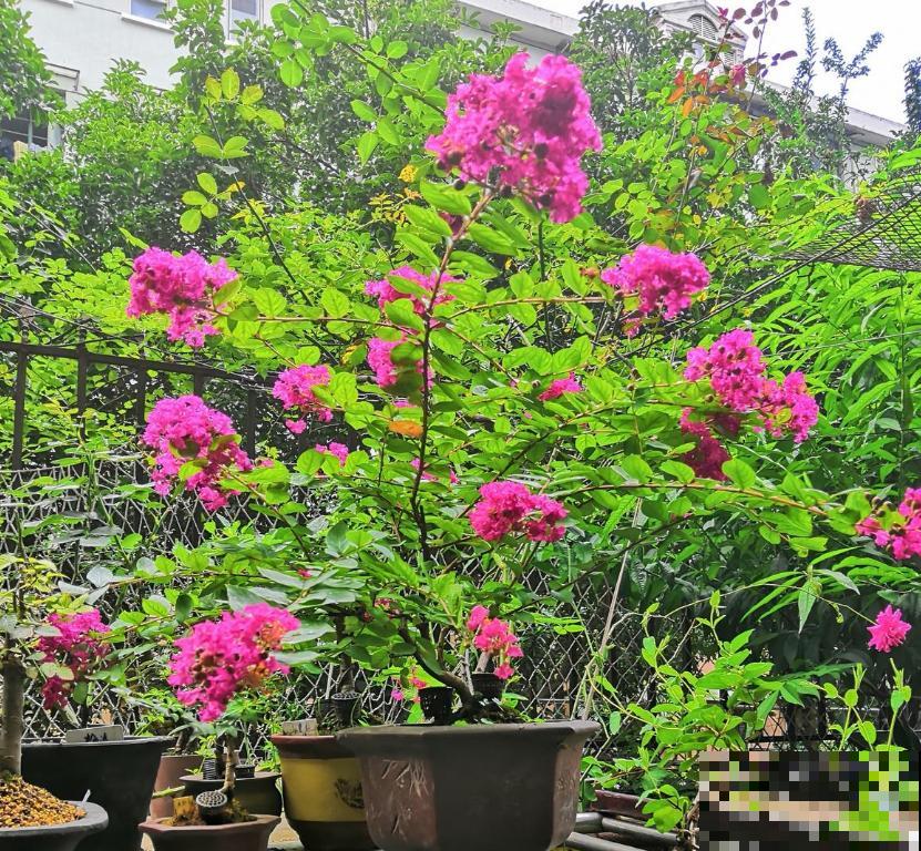 紫薇花开得小,别急,原因很多,进来查一查! 紫薇花开得小,别急,原因很多,进来查一查!