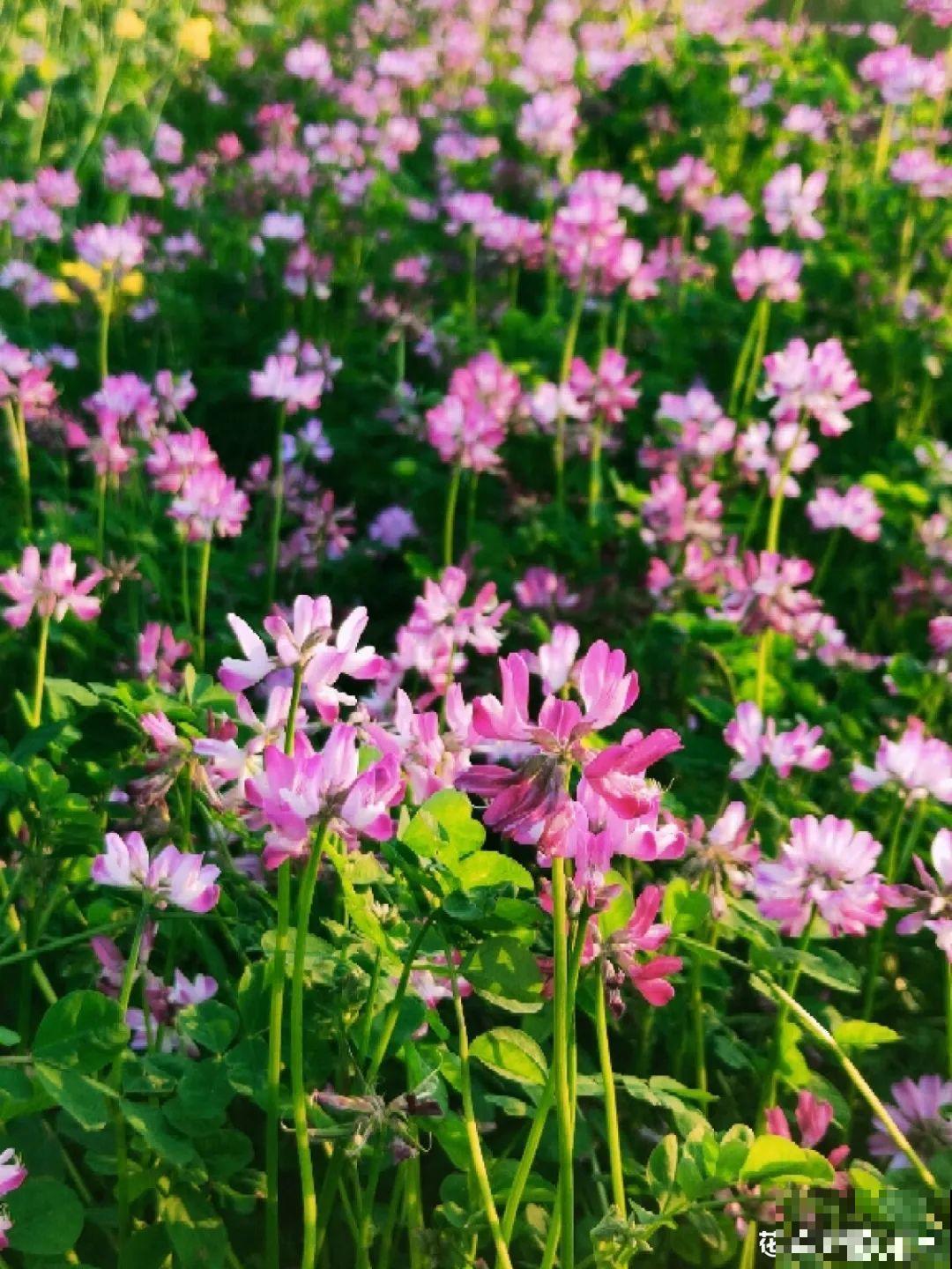 50种小时候常见的野草，现在几乎见不到了