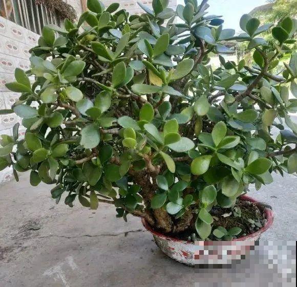 小盆养花好，大盆养花死，真准！