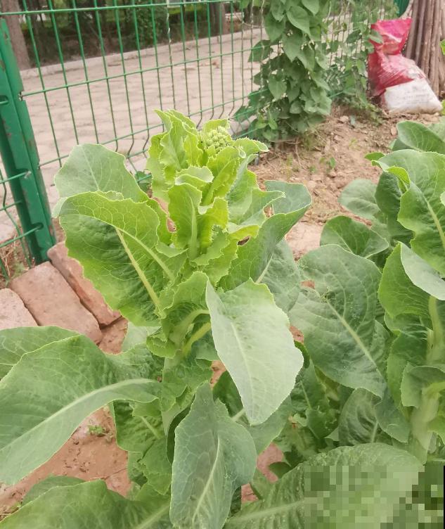 秋冬阳台种莴苣,覆层保鲜膜,再冷也不怕! 秋冬阳台种莴苣,覆层保鲜膜,再冷也不怕!