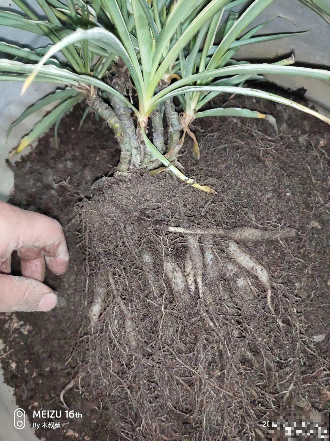 这种花就欠“拽”，没事拽拽根，变成老桩美到爆！