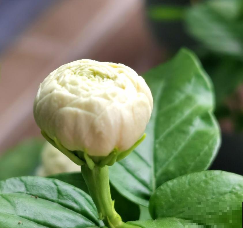 虎头茉莉太霸气,花多大,味道香,茉莉圈里称霸王! 虎头茉莉太霸气,花多大,味道香,茉莉圈里称霸王!