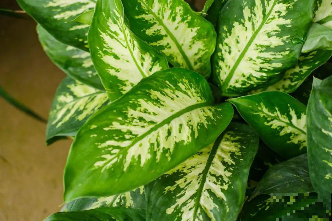 逛花市必买的花，十月入手刚刚好，不买亏大了！