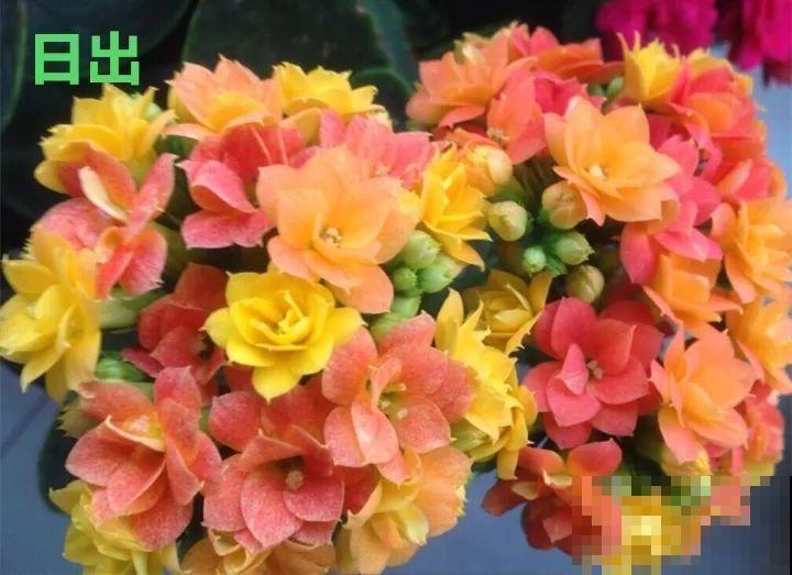 这种花品种多,花型好,养了你就爱上了! 这种花品种多,花型好,养了你就爱上了!