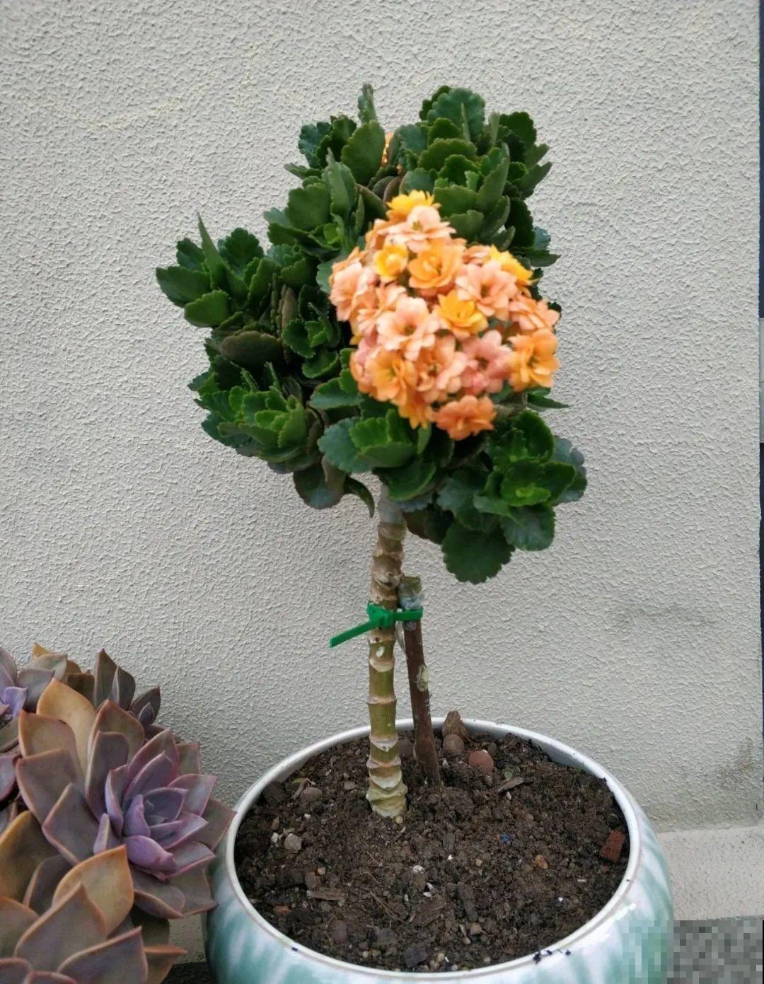 2种花组合起来养护，开花更多，满盆都是花