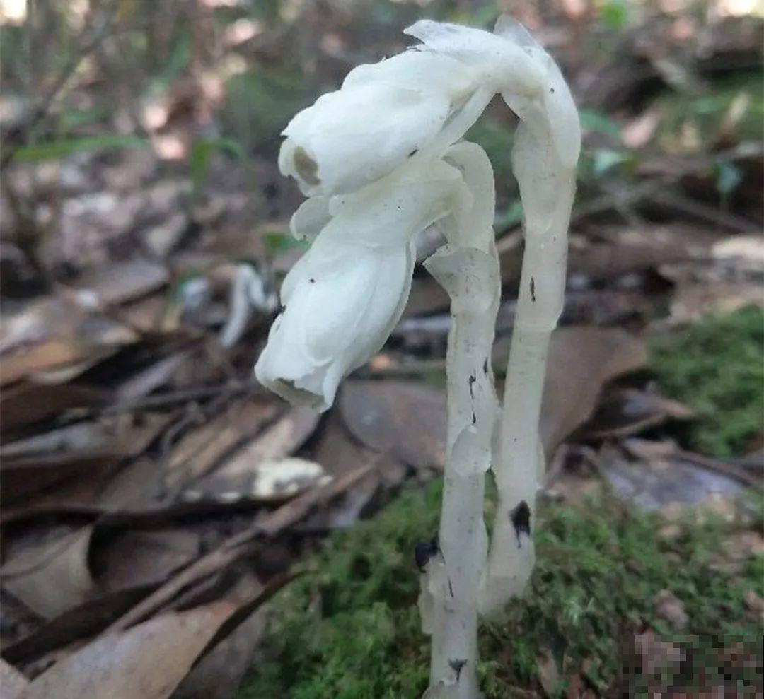 路边看到这种花，赶紧跑，离得越远越好！