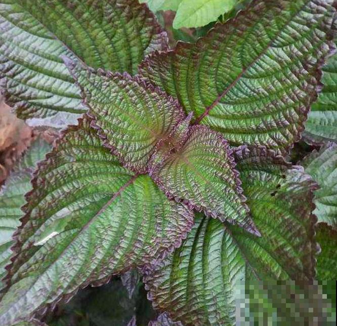 紫苏是个好东西，能吃能入药，当成绿植也很美观！