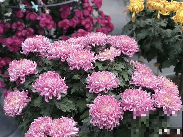 花展上价值好几万的花，看一眼就震撼，太漂亮