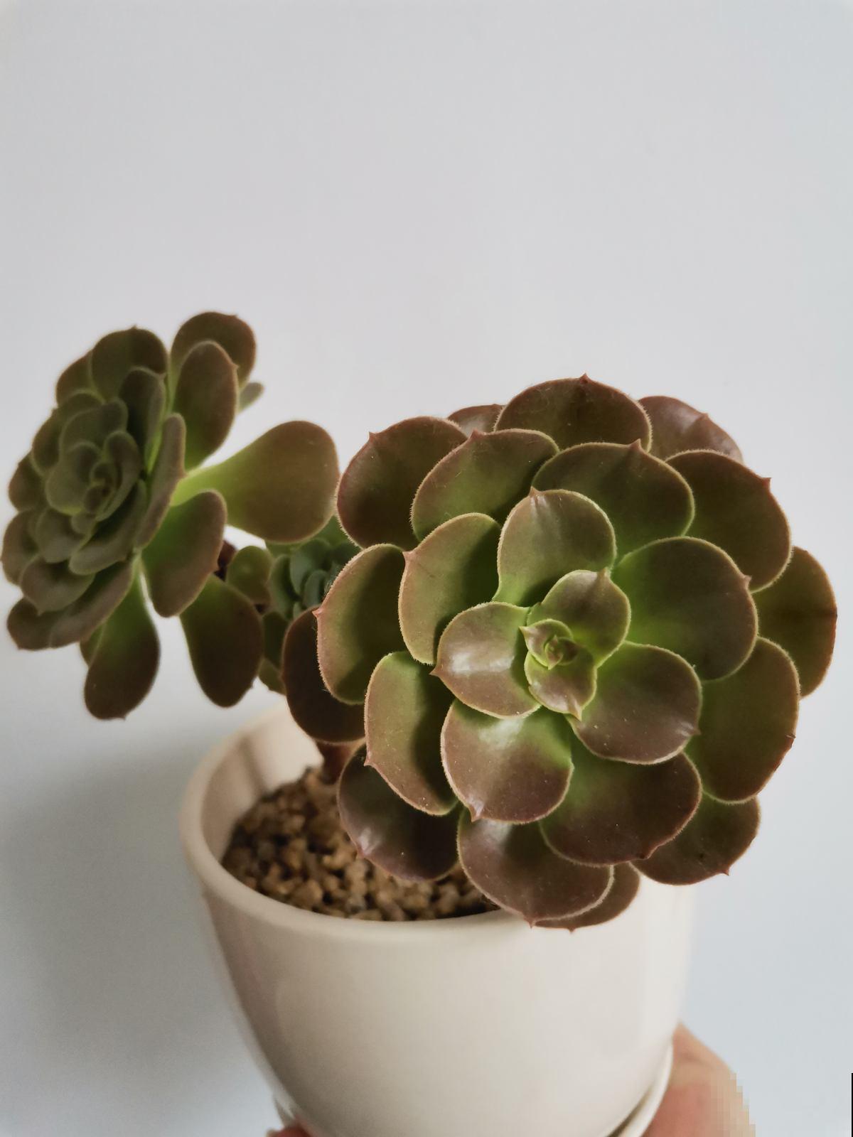 养多肉最重要的是养根，沙土养护才最好，透气好根长得旺