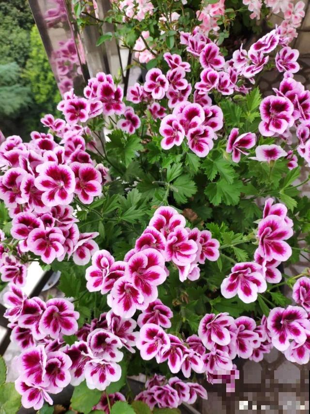 这花最娇气，叶子一喷水，立马就烂了！