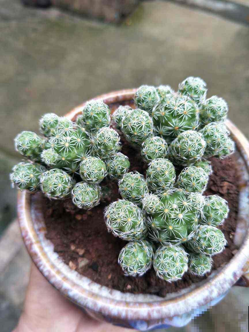 适合秋冬养的“懒人花”，太勤快养不好，越懒养得越好