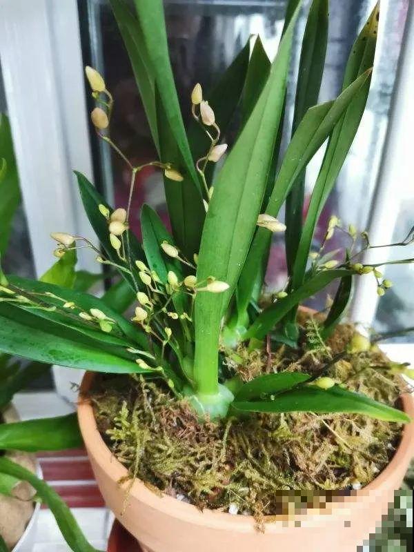 10月养花掐一掐,掐完就来花,盆都塞不下! 10月养花掐一掐,掐完就来花,盆都塞不下!