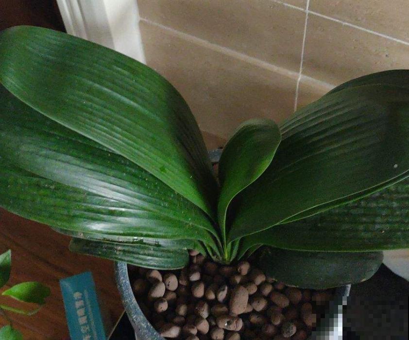 买君子兰水太深，掌握这些标准，一眼判断品质好坏！