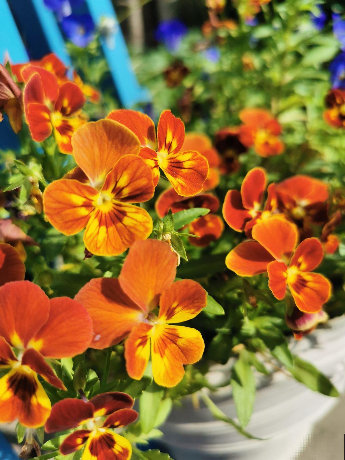 冬天养这5种花,越冷越开花,适合室内养护 冬天养这5种花,越冷越开花,适合室内养护