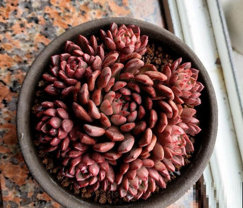 红宝石不上色?光照、水分和温度,缺一不可! 红宝石不上色?光照、水分和温度,缺一不可!